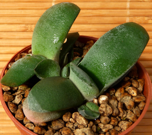 GASTERIA GLOMERATA