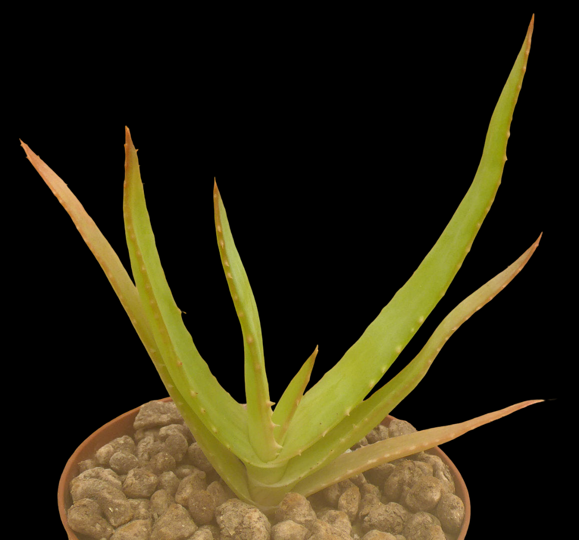 ALOE THRASKII