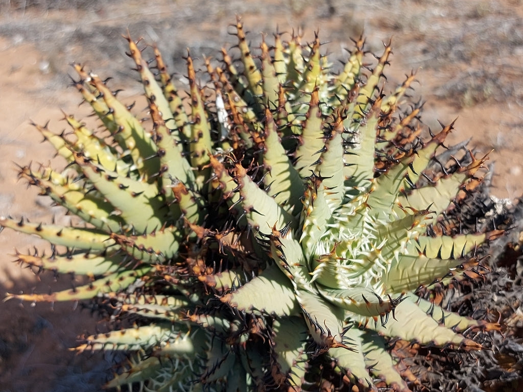 ALOE ERINACEA