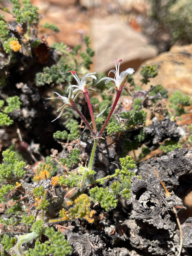 PELARGONIUM ALTERNANS