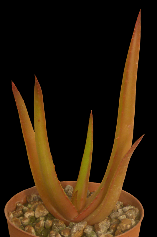 ALOE TAURI