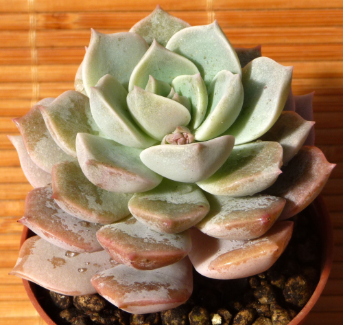 Graptoveria titubans