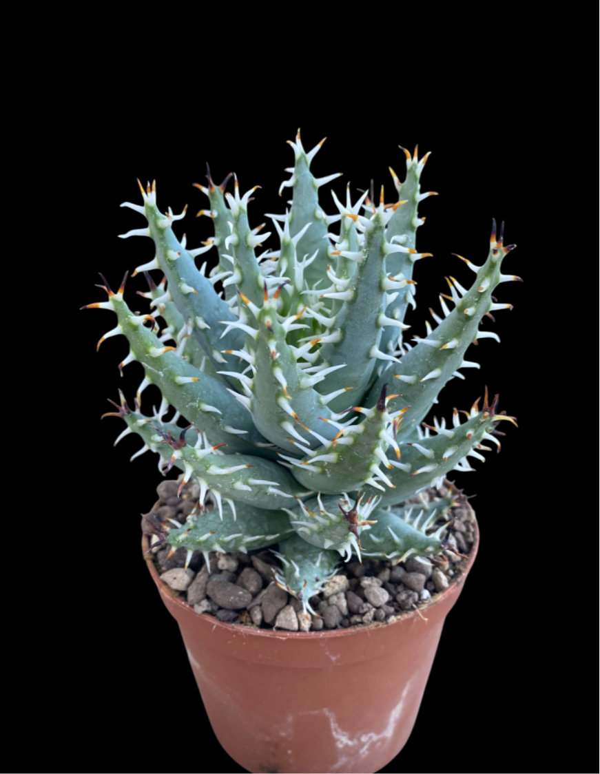 ALOE ERINACEA