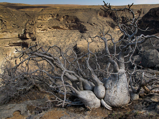 ADENIUM ARABICUM