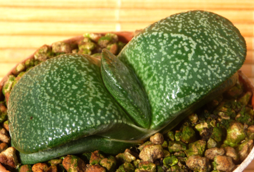 GASTERIA ARMSTRONGII