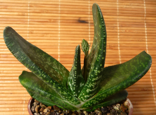 GASTERIA NITIDA