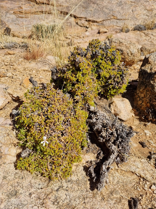 PELARGONIUM XEROPHYTON