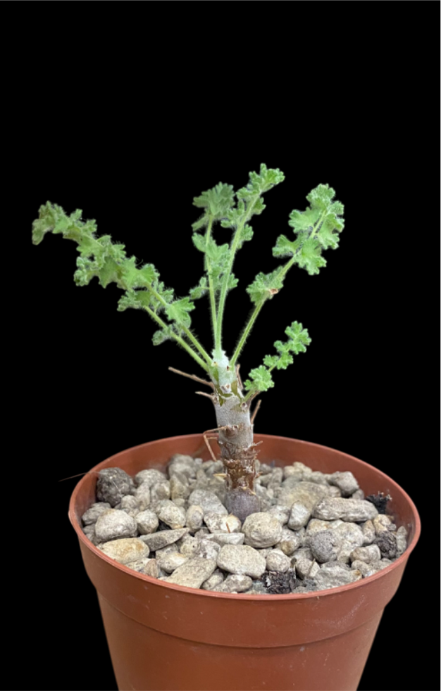 PELARGONIUM ALTERNANS