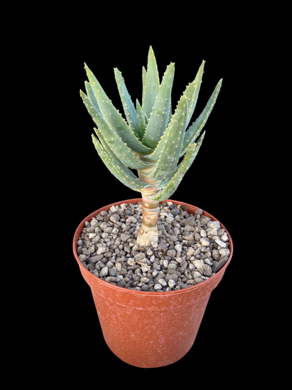 ALOE DICHOTOMA