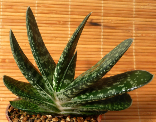 GASTERIA BRACHYPHYLLA