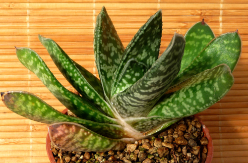 GASTERIA BICOLORE