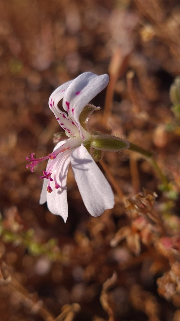 PELARGONIUM XEROPHYTON