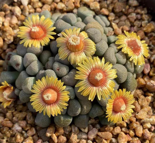 ALOINOPSIS SCHOONEESII