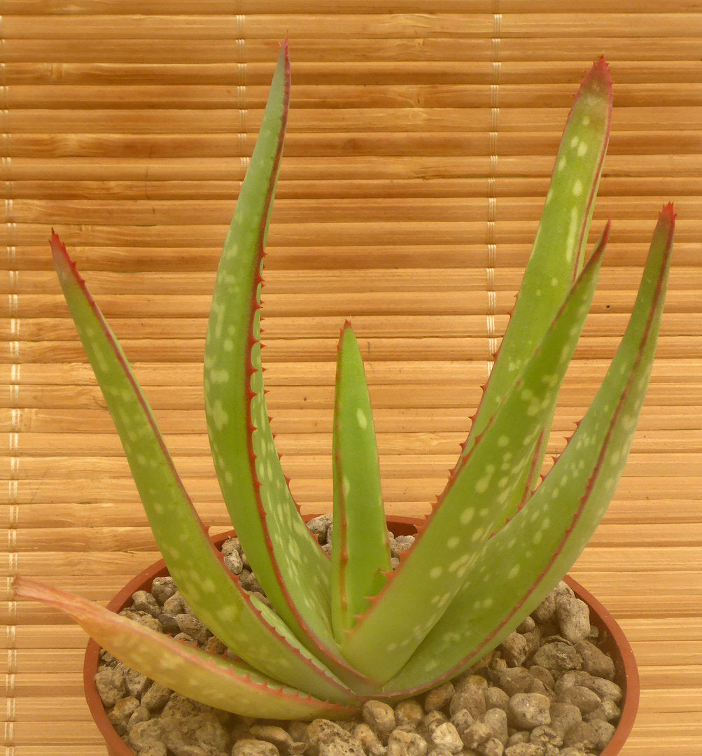 ALOE ELEGANS