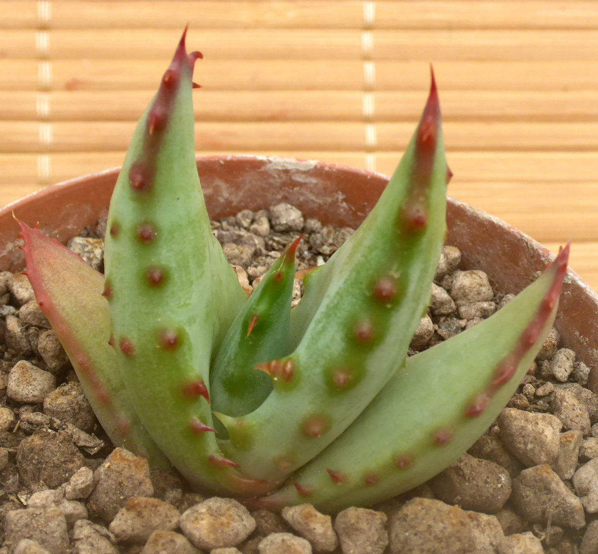 ALOE FEROX