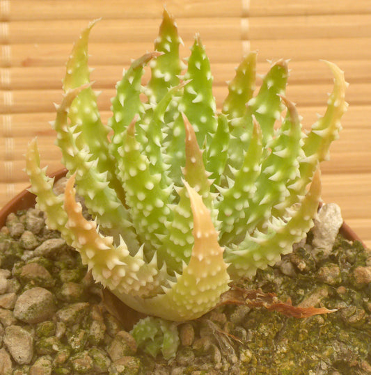 ALOE HUMILIS