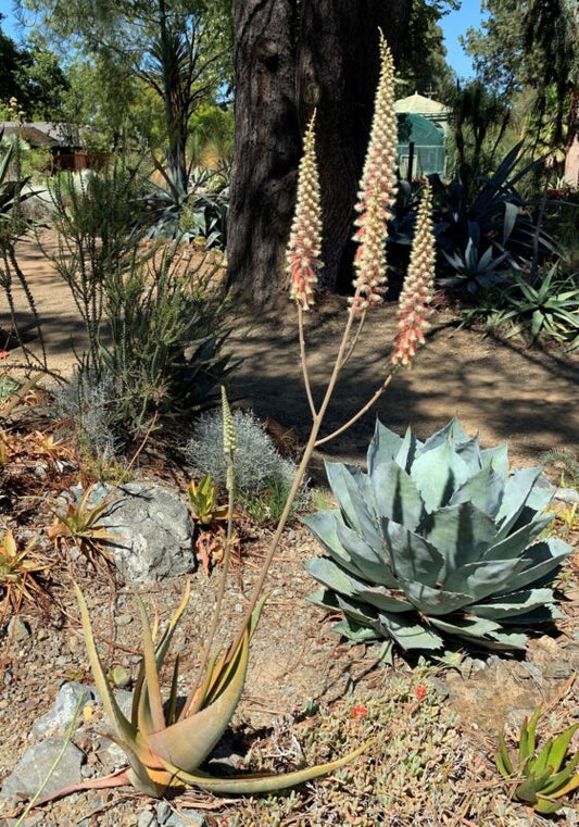 ALOE LAVRANOSII