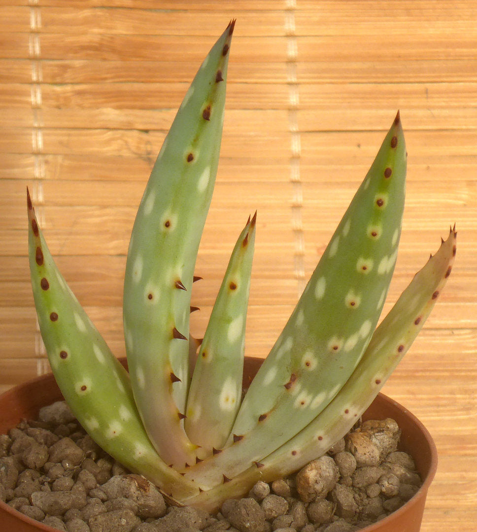 ALOE LITTORALIS