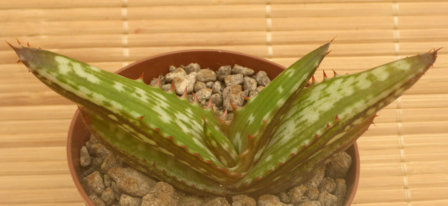 ALOE PETROPHILA