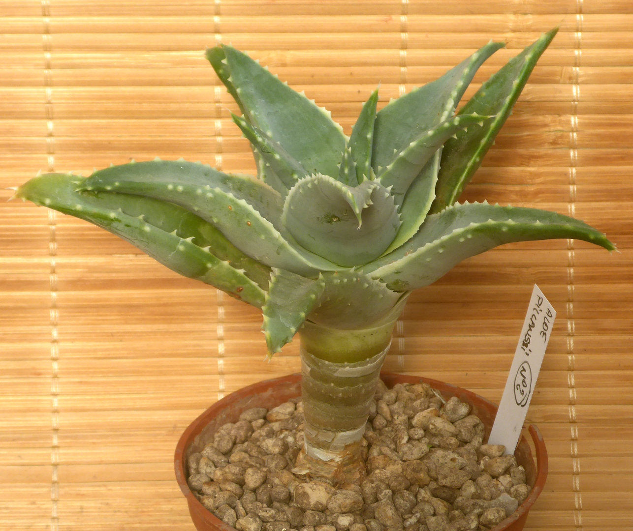 ALOE PILLANSII