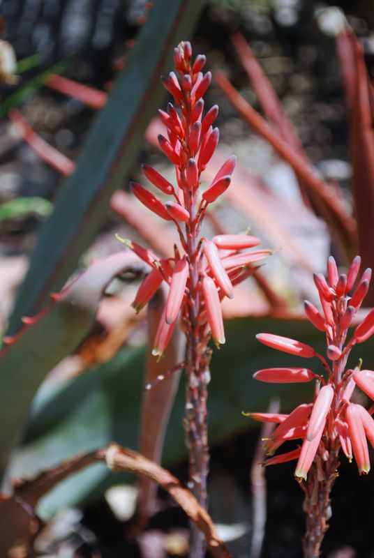 ALOE PICTIFOLIA