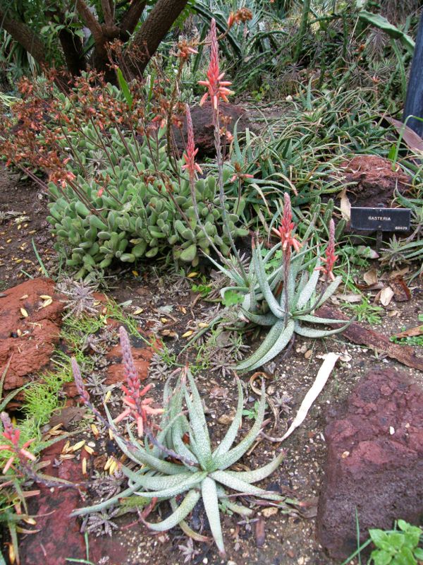 ALOE PICTIFOLIA