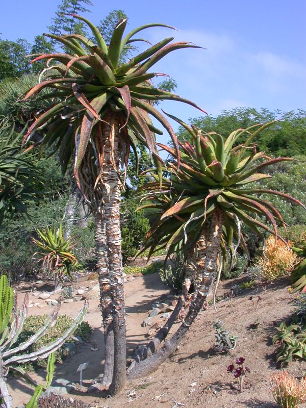 ALOE RUPESTRIS