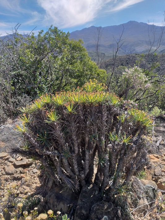 EUPHORBIA MULTIFOLIA