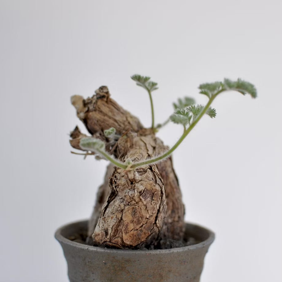 PELARGONIUM TRISTE