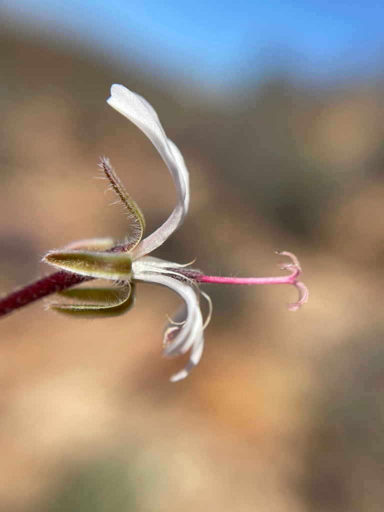 PELARGONIUM ALTERNANS