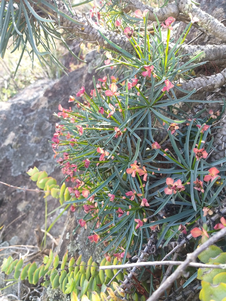 EUPHORBIA MULTIFOLIA