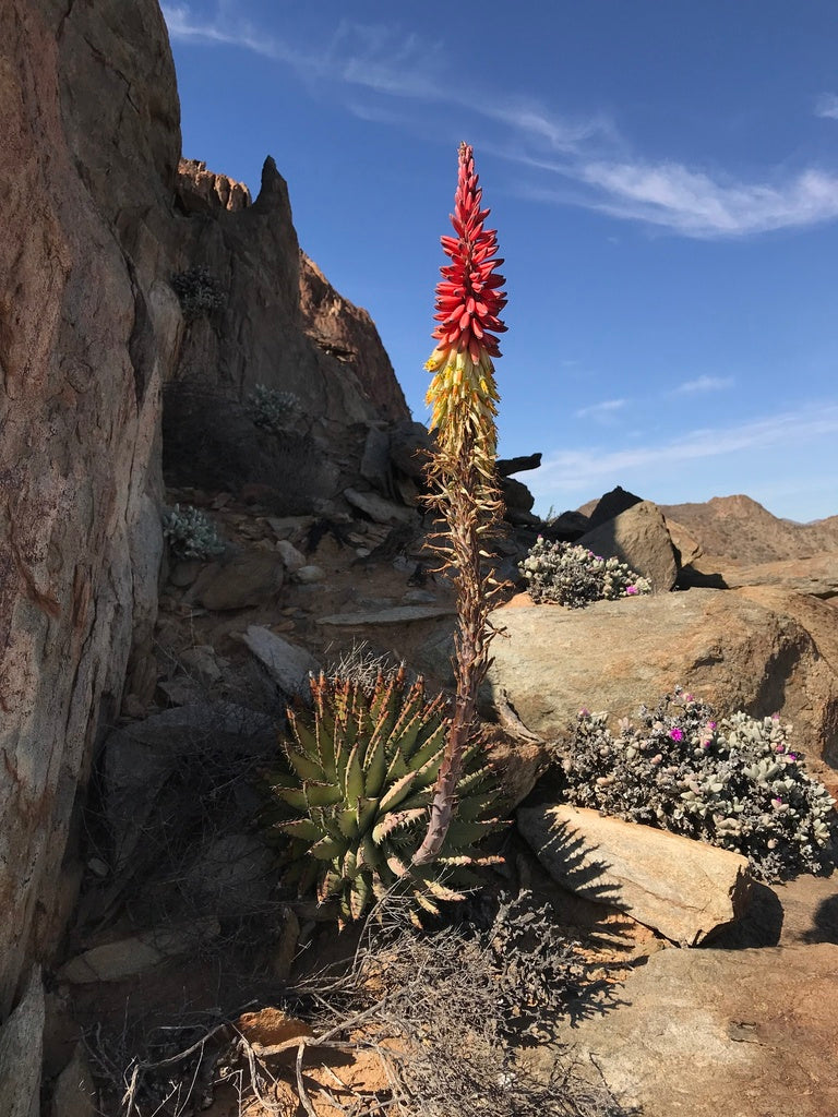 ALOE ERINACEA