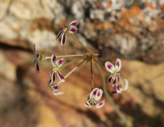 PELARGONIUM TRISTE