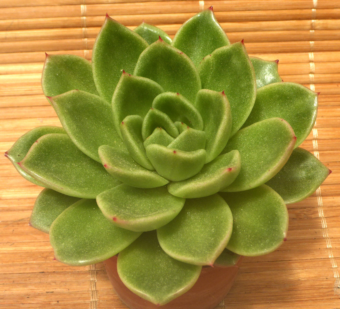 ECHEVERIA CV GILVA