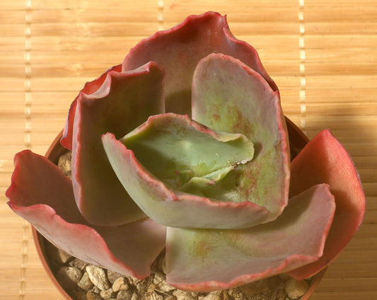 ECHEVERIA CV PRINCESS LACE