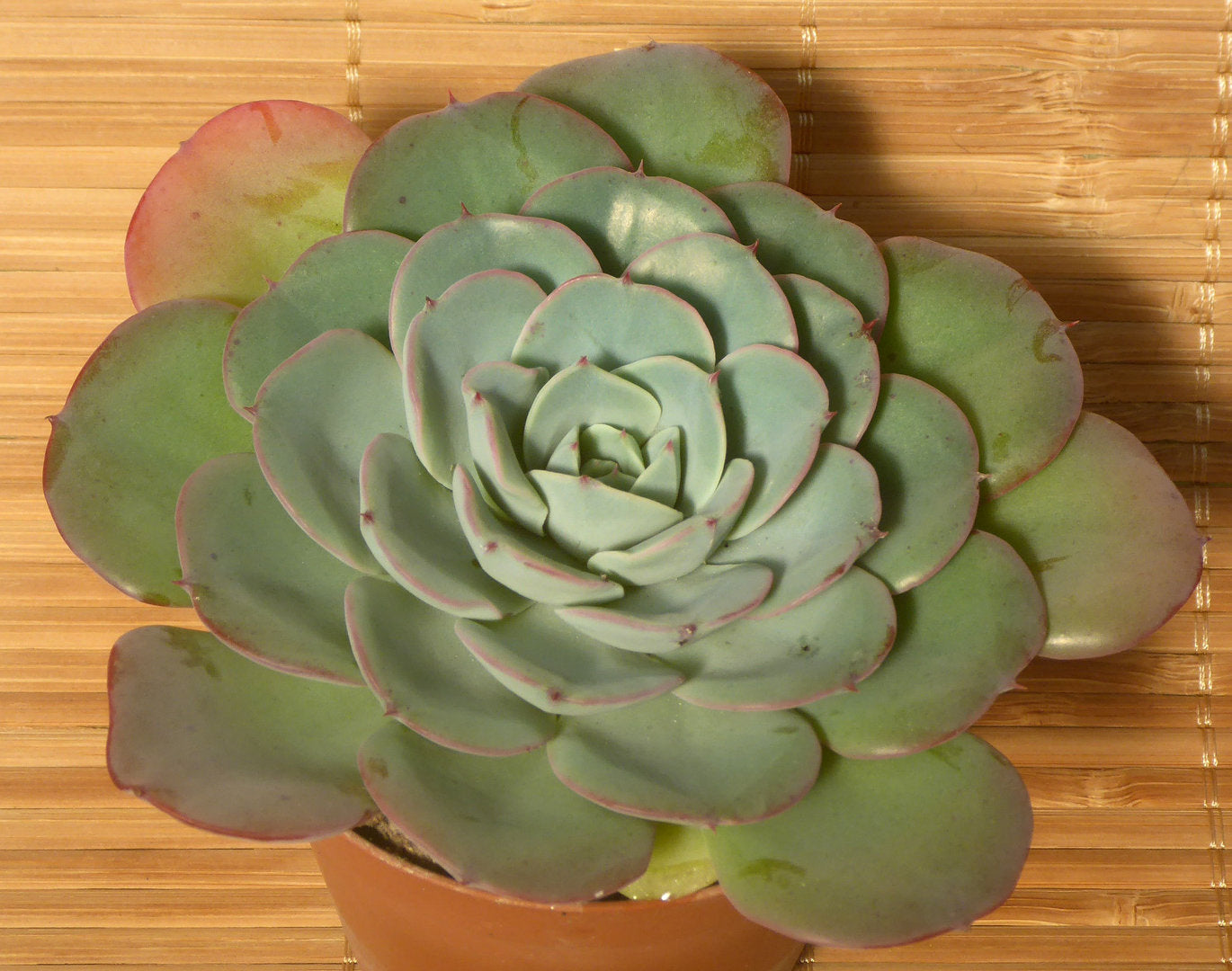 ECHEVERIA CV ATLANTIS