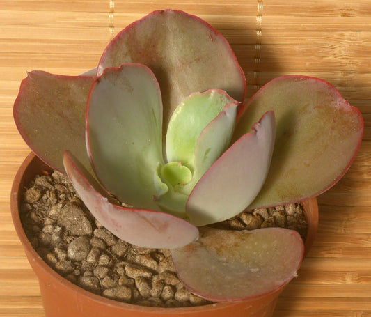 ECHEVERIA CV ELECTRIC GLOW