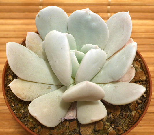 ECHEVERIA CV EXOTIC