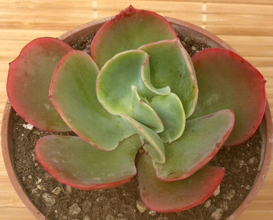 ECHEVERIA CV FIRE & ICE