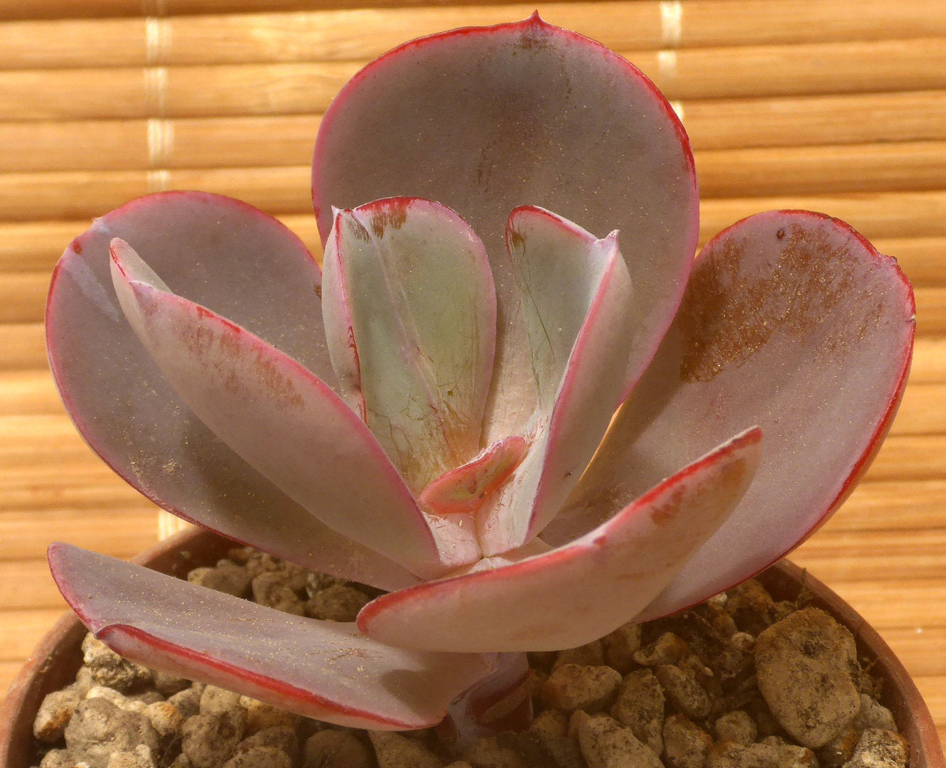 ECHEVERIA GIBBIFLORA