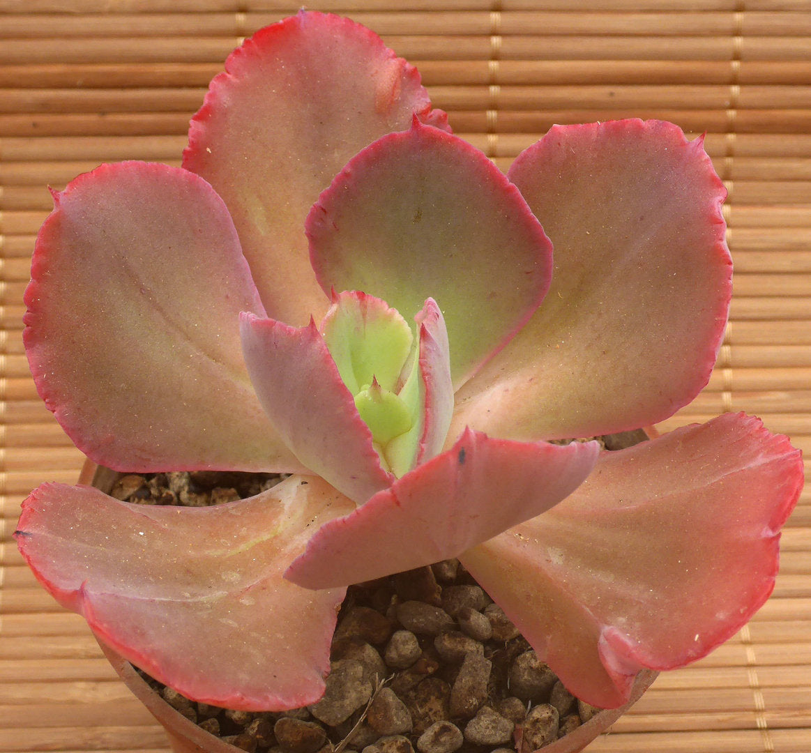 ECHEVERIA CV HARRY BUTTERFIELD