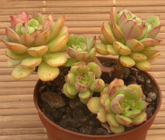 ECHEVERIA CV VICTOR