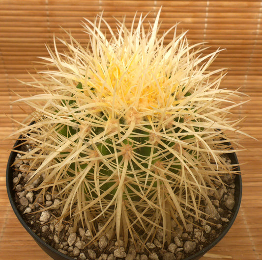 ECHINOCACTUS GRUSONII V. ALBISPINA