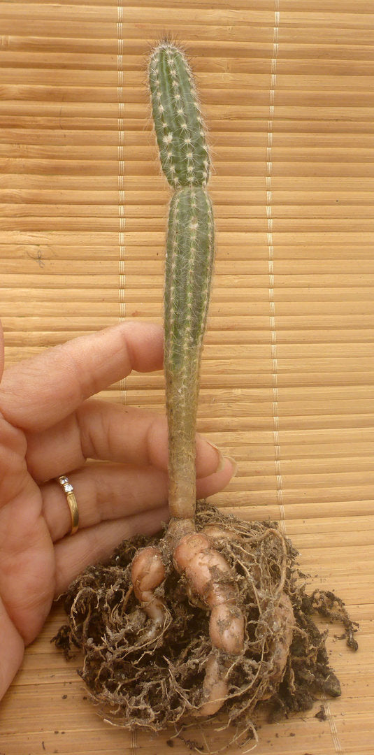 ECHINOCEREUS SCHMOLLII