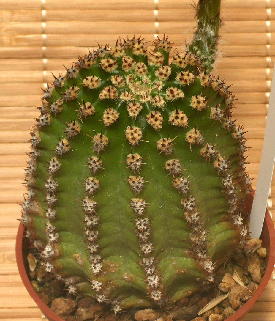 ECHINOPSIS CV PURE LEMON