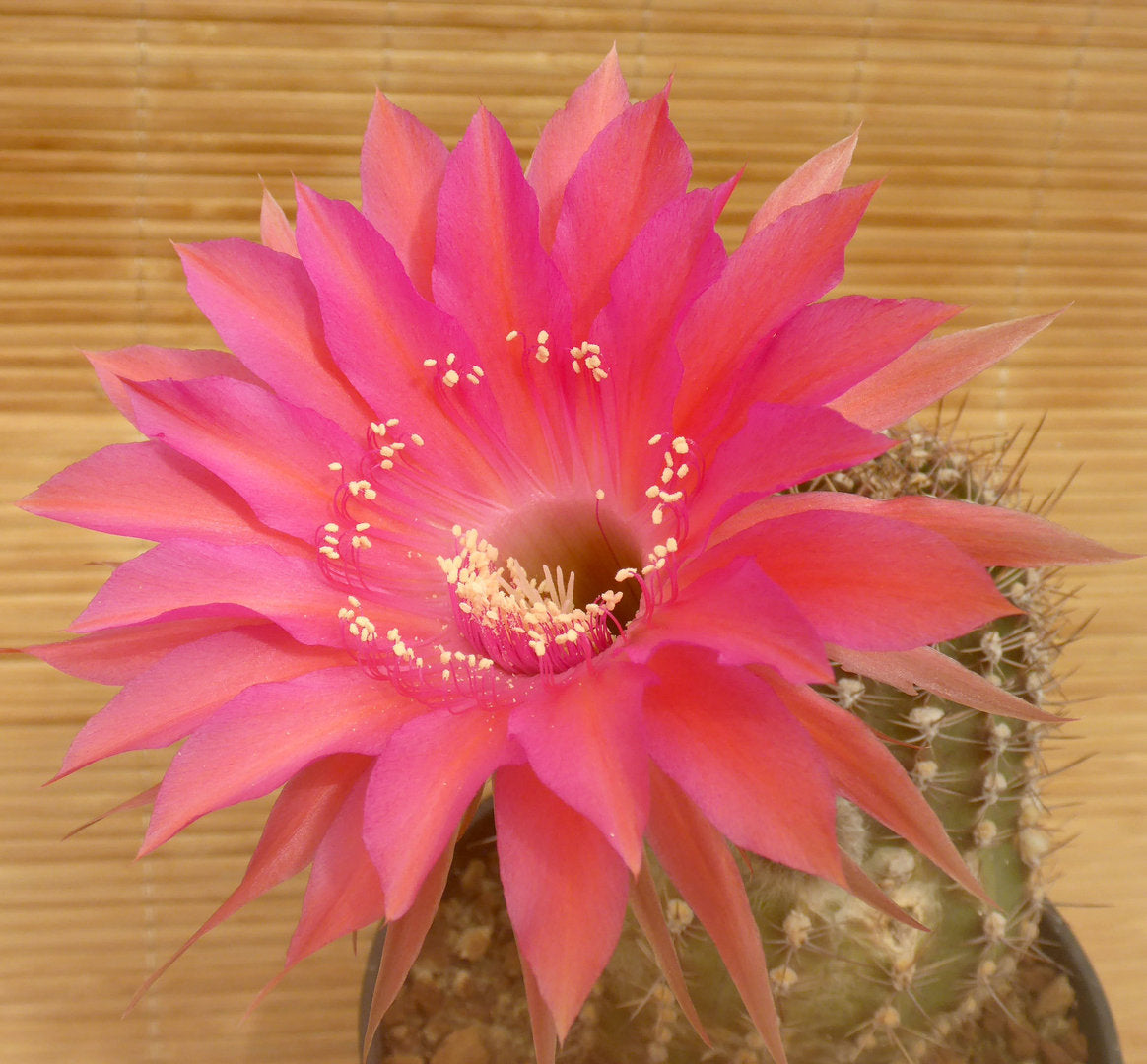 ECHINOPSIS CV CABARET