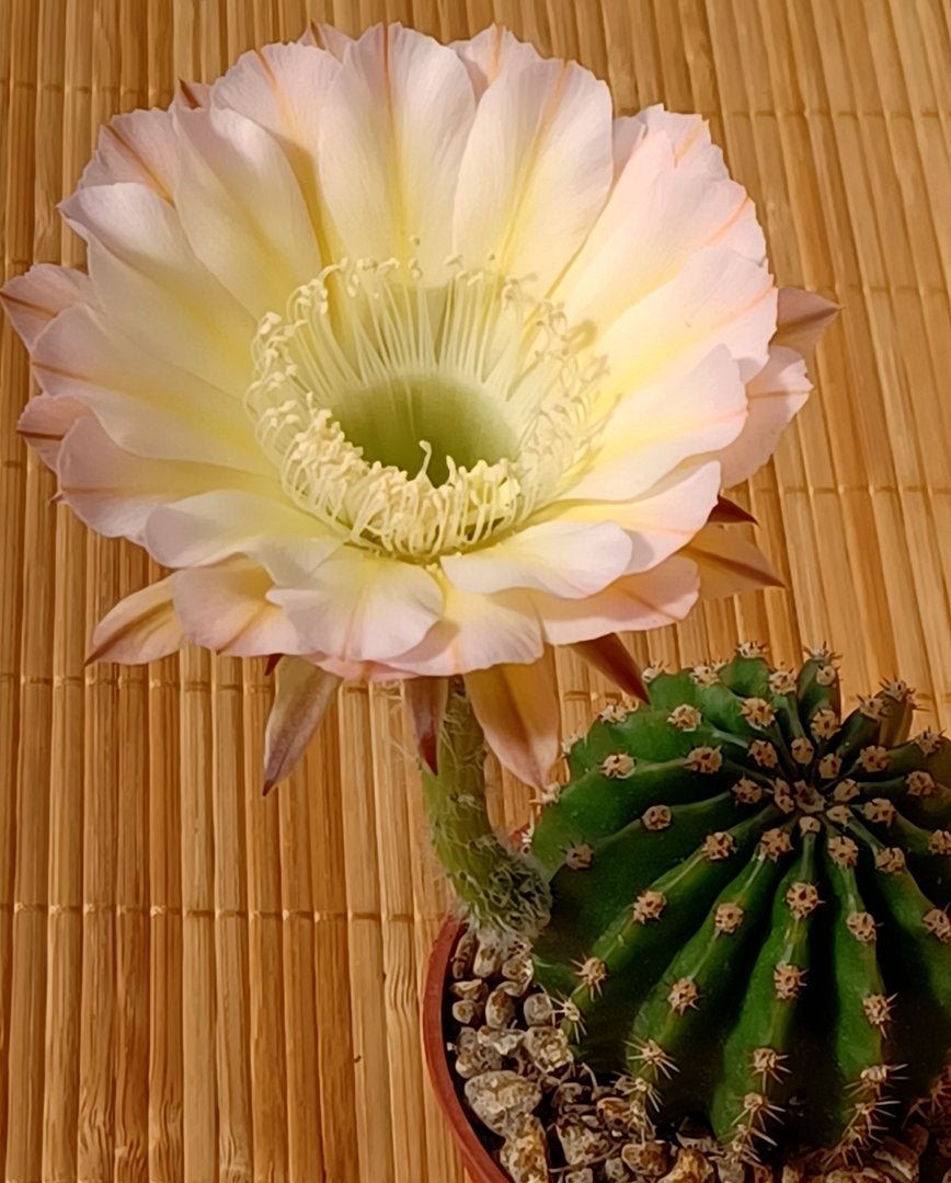 ECHINOPSIS CV EDWARDIAN LADY