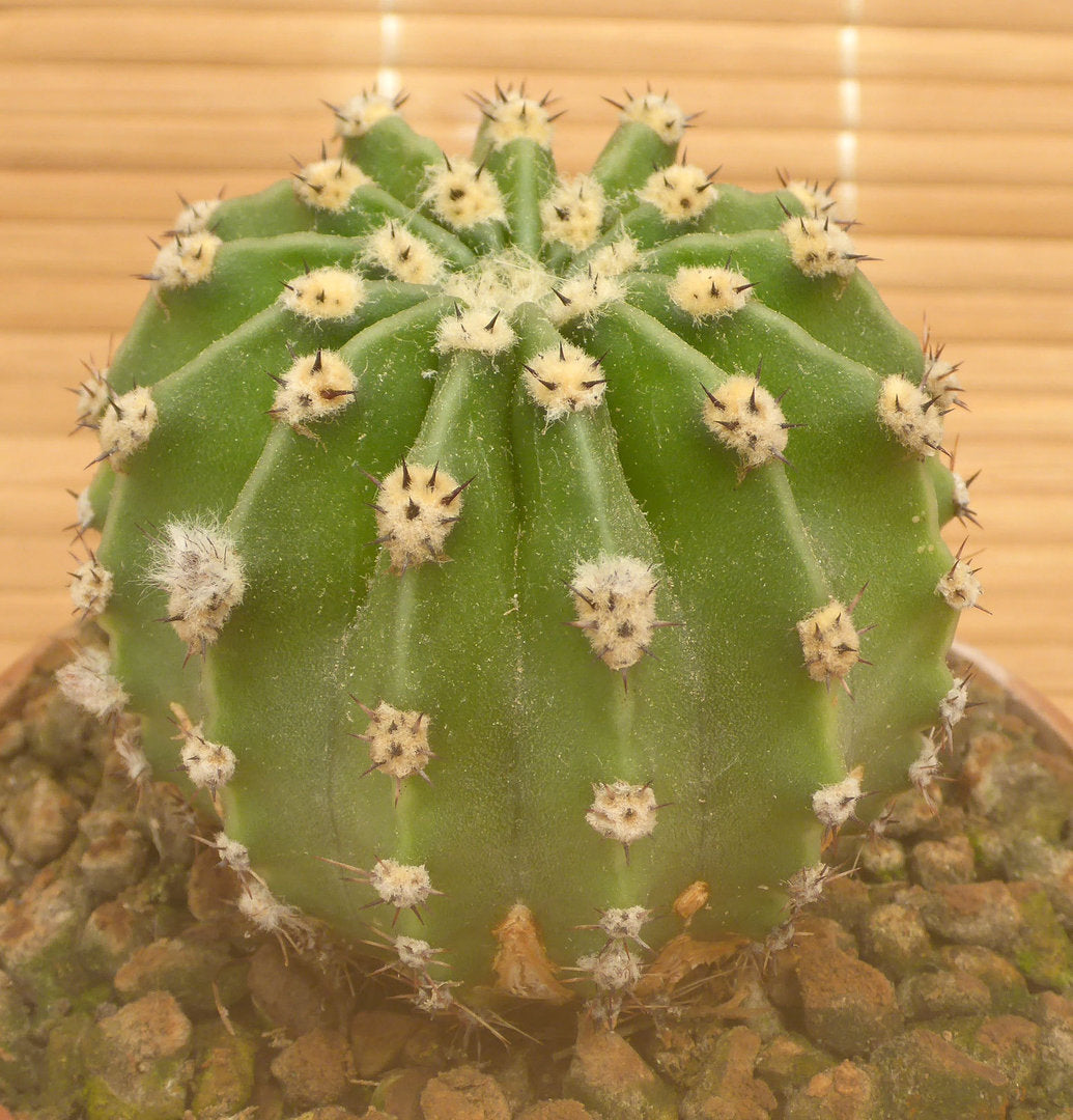 ECHINOPSIS EYRIESII