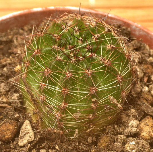 ECHINOPSIS CV FRESH