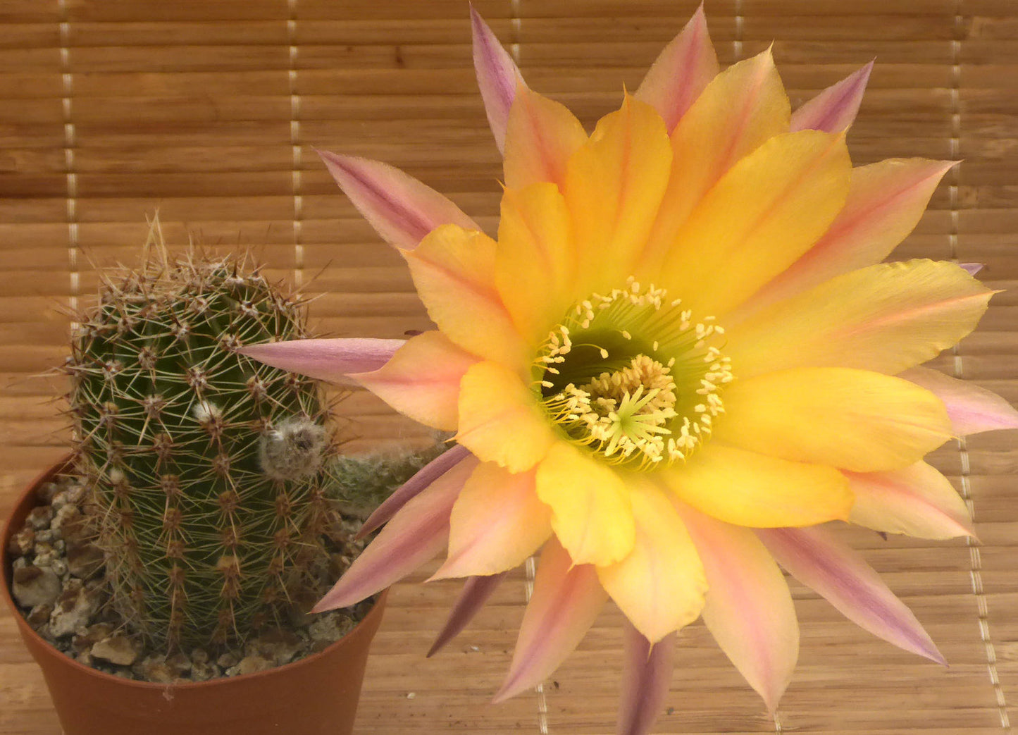 ECHINOPSIS CV POOKA